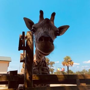 Meet your Posher, Franzelina